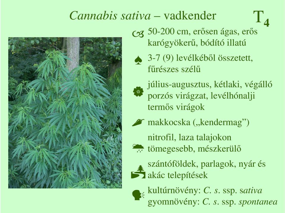 levélhónalji termıs virágok makkocska ( kendermag ) nitrofil, laza talajokon tömegesebb,