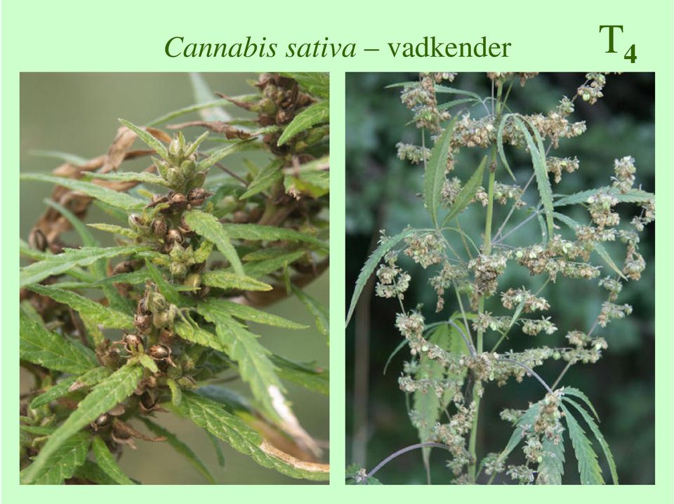 vadkender
