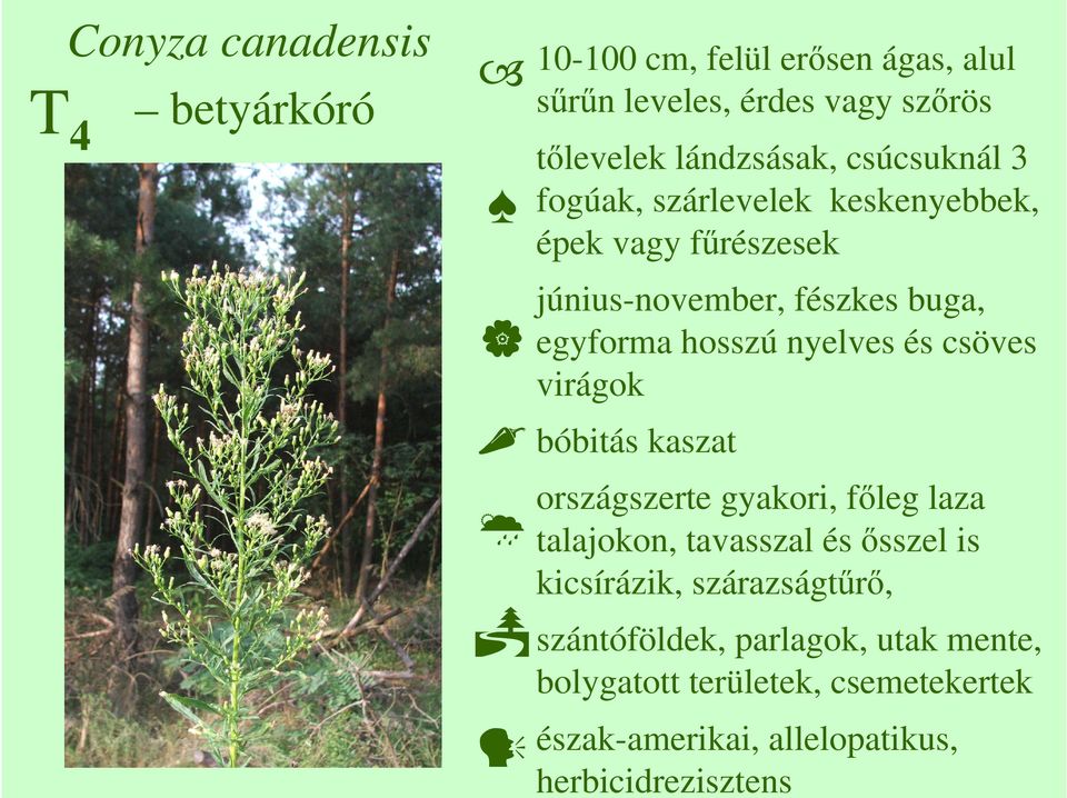 és csöves virágok bóbitás kaszat országszerte gyakori, fıleg laza talajokon, tavasszal és ısszel is kicsírázik,