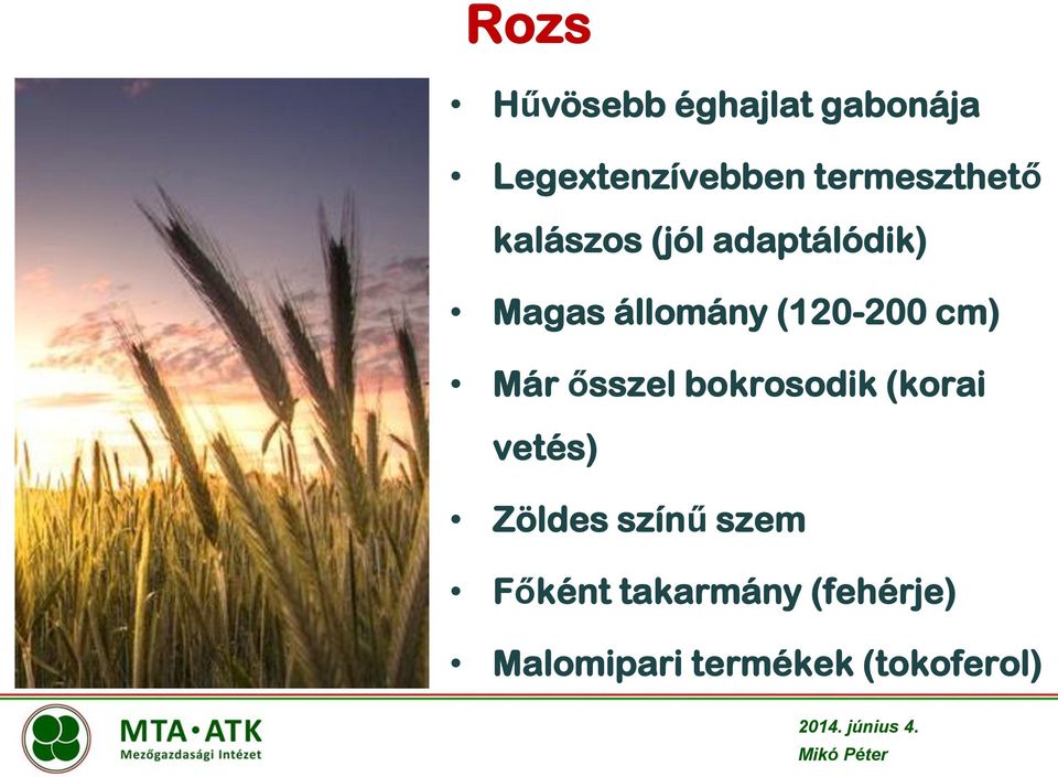 (120-200 cm) Már ősszel bokrosodik (korai vetés) Zöldes