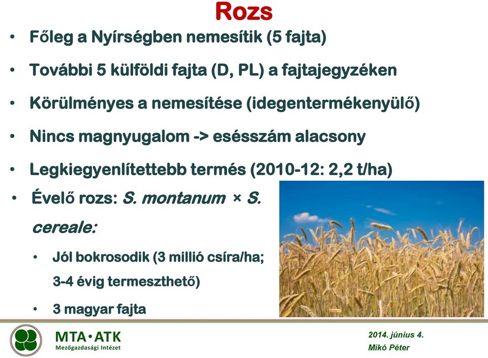 esésszám alacsony Legkiegyenlítettebb termés (2010-12: 2,2 t/ha) Évelő rozs: S.