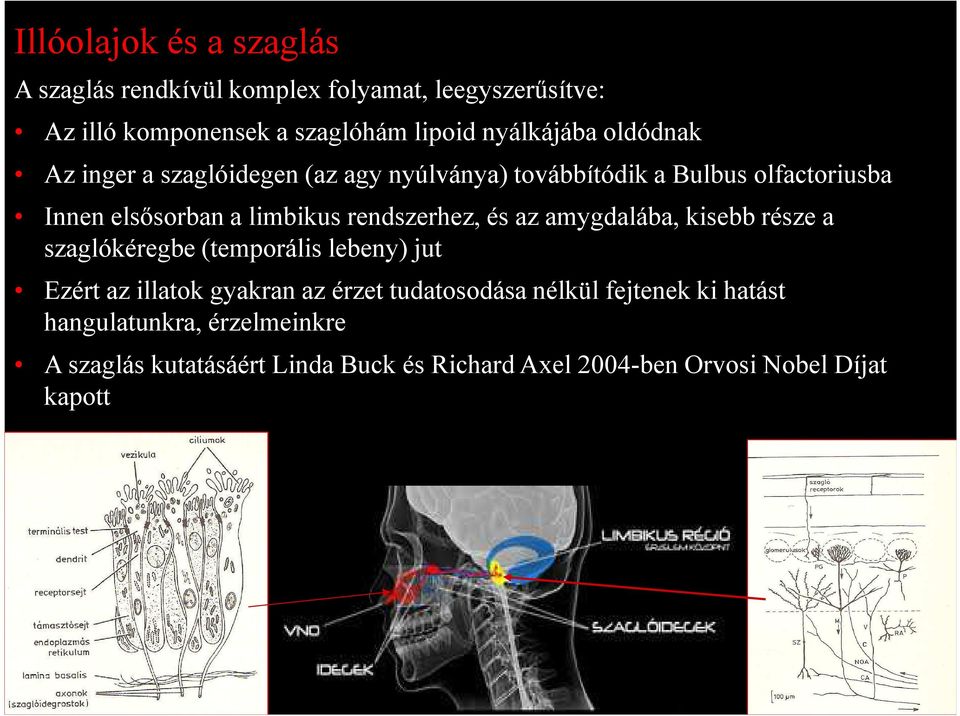 szaglókéregbe (temporális lebeny) jut Ezért az illatok gyakran az érzet tudatosodása nélkül fejtenek ki hatást hangulatunkra, érzelmeinkre A