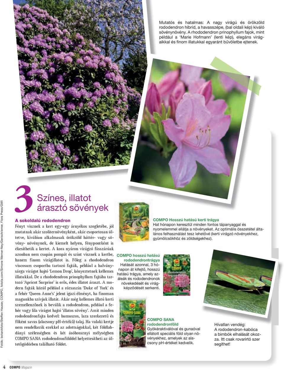 com/simone Werner-Ney/Gerisch/emer, Flora Press/GWI Színes, illatot árasztó sövények 3A sokoldalú rododendron Fényt visznek a kert egy-egy árnyékos szegletébe, jól mutatnak akár szoliternövényként,