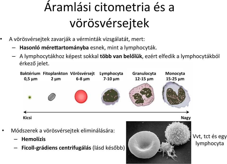Baktérium 0,5 µm Fitoplankton 2 µm Vörösvérsejt 6-8 µm Lymphocyta 7-10 µm Granulocyta 12-15 µm Monocyta 15-25 µm Kicsi