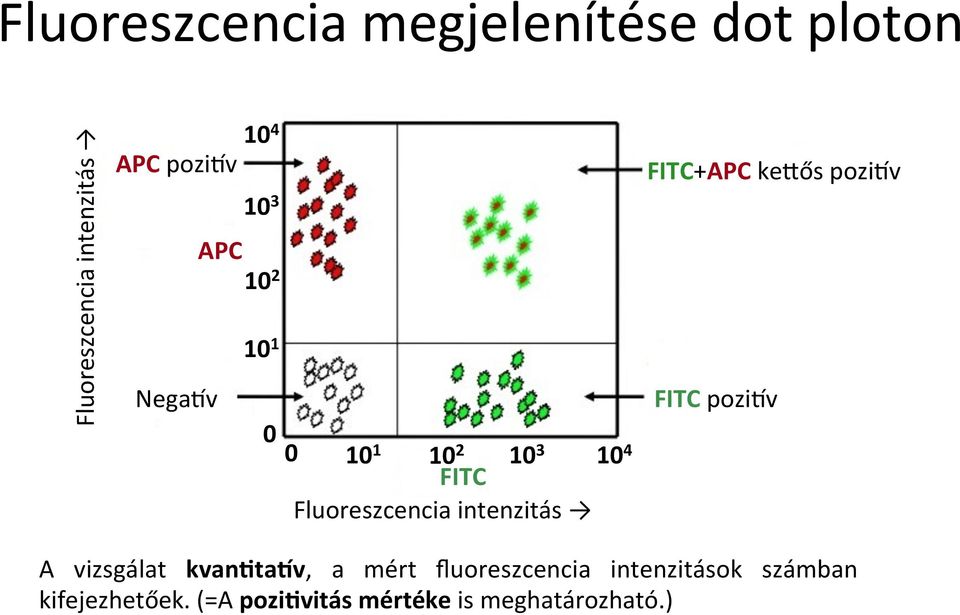 intenzitás FITC+APC keqős pozi{v FITC pozi{v A vizsgálat kvanttauv, a mért