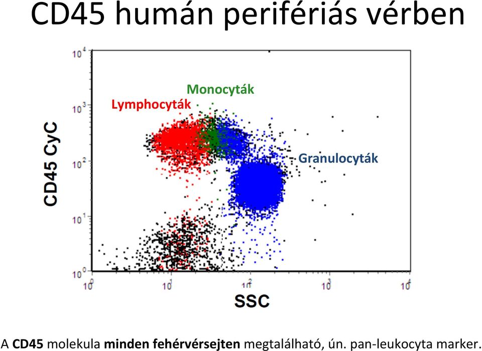 A CD45 molekula minden