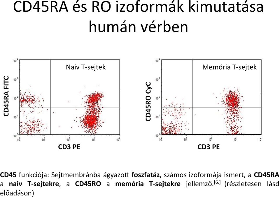 Sejtmembránba ágyazoq foszfatáz, számos izoformája ismert, a CD45RA a