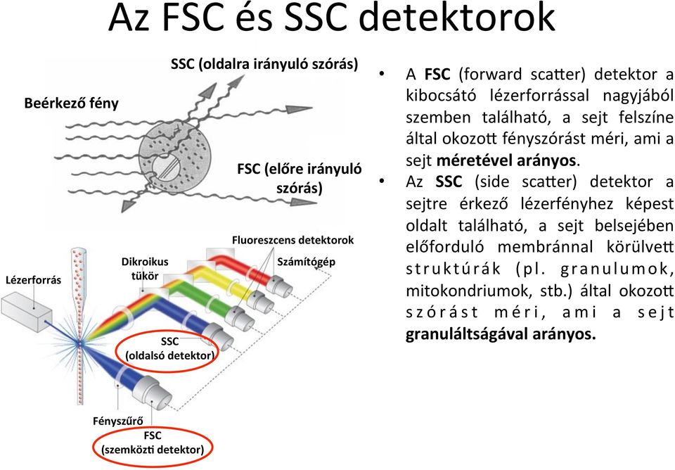 a sejt méretével arányos.