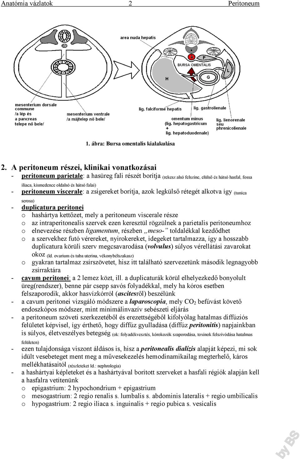 peritoneum viscerale: a zsigereket borítja, azok legkülső rétegét alkotva így (tunica serosa) - duplicatura peritonei o hashártya kettőzet, mely a peritoneum viscerale része o az intraperitonealis