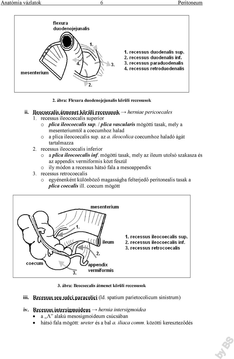 recessus ileocoecalis inferior o a plica ileocoecalis inf. mögötti tasak, mely az ileum utolsó szakasza és az appendix vermiformis közt feszül o ily módon a recessus hátsó fala a mesoappendix 3.