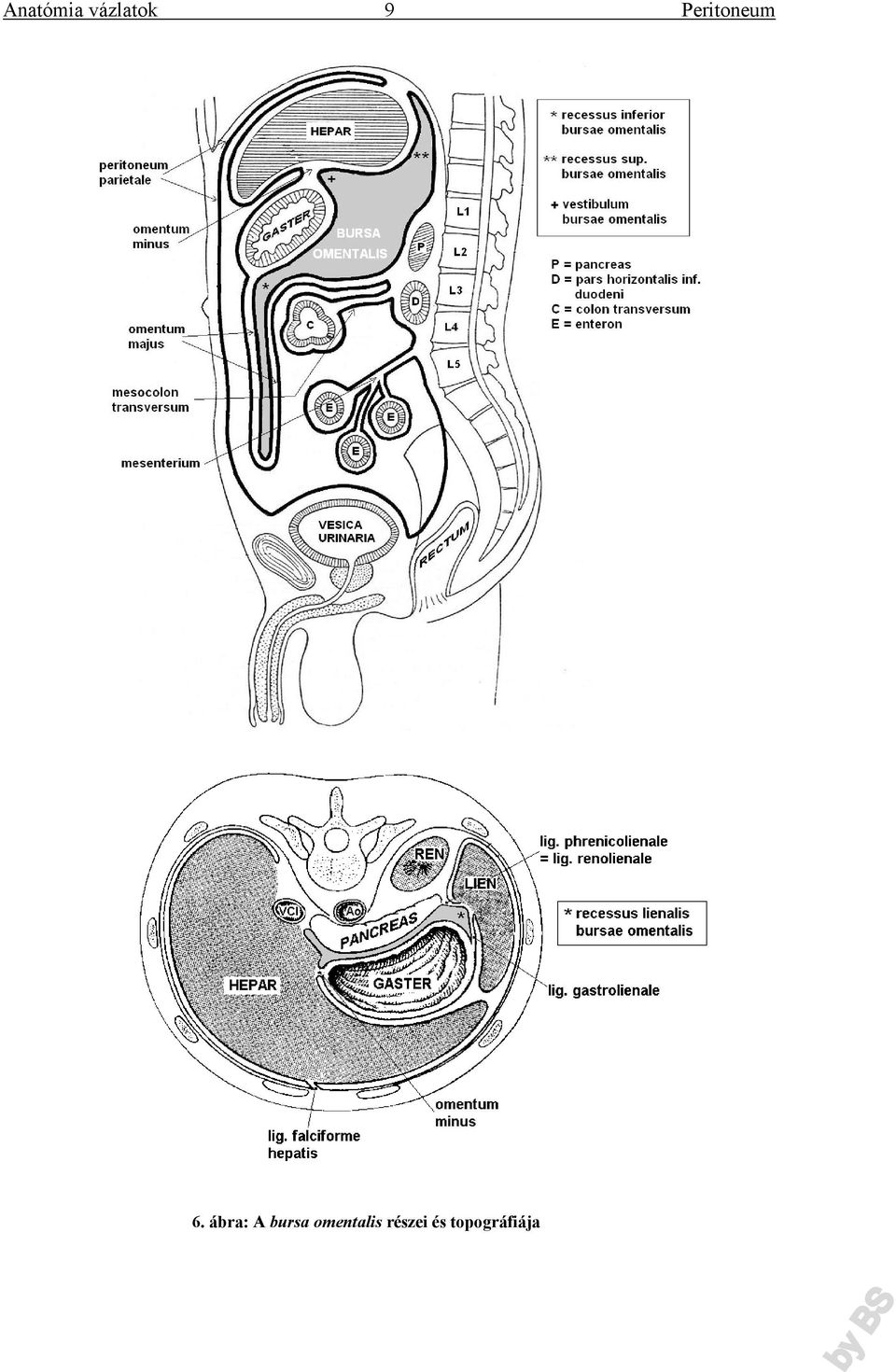 omentalis