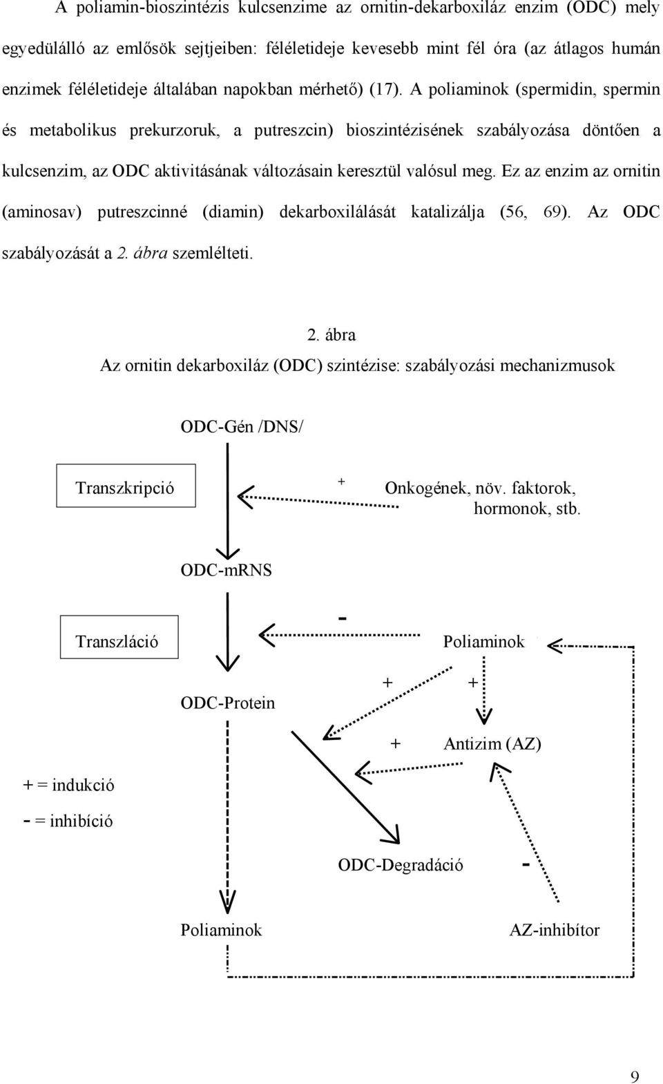 A poliaminok (spermidin, spermin és metabolikus prekurzoruk, a putreszcin) bioszintézisének szabályozása dönt en a kulcsenzim, az ODC aktivitásának változásain keresztül valósul meg.