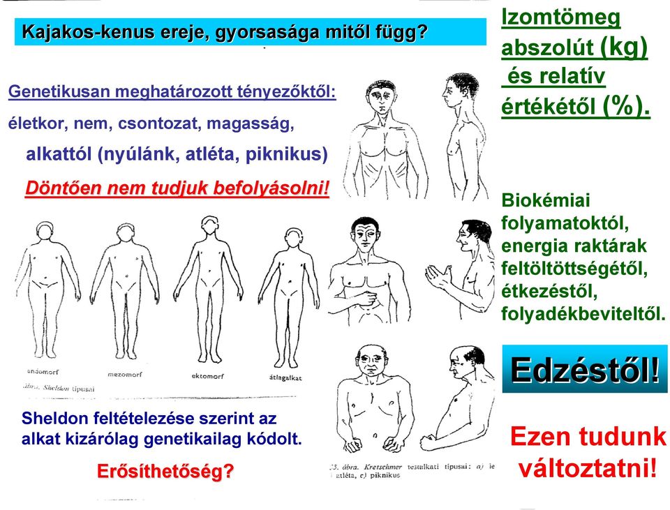 Döntően nem tudjuk befolyásolni! Izomtömeg abszolút (kg) és relatív értékétől (%).