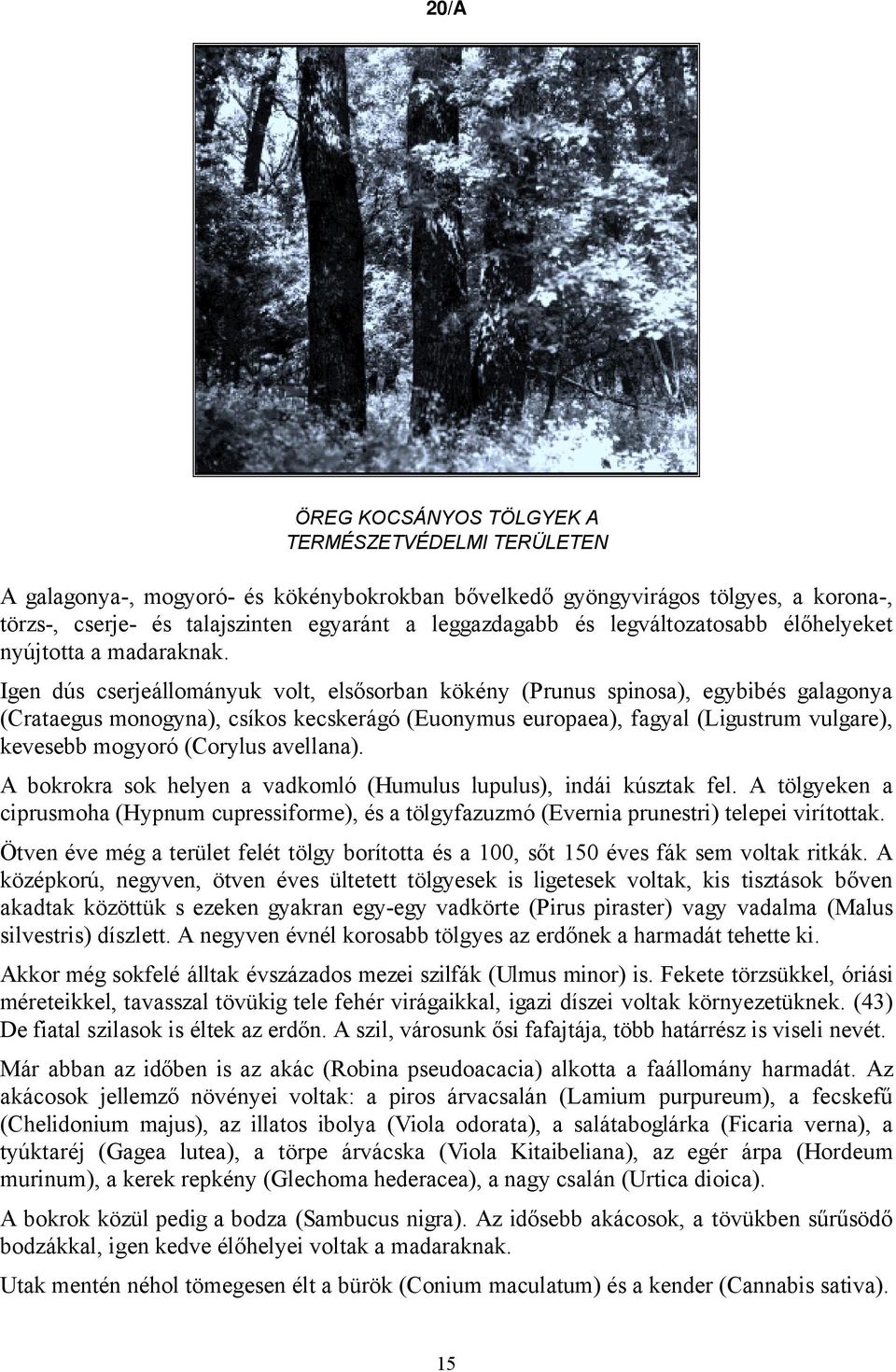 Igen dús cserjeállományuk volt, elsősorban kökény (Prunus spinosa), egybibés galagonya (Crataegus monogyna), csíkos kecskerágó (Euonymus europaea), fagyal (Ligustrum vulgare), kevesebb mogyoró