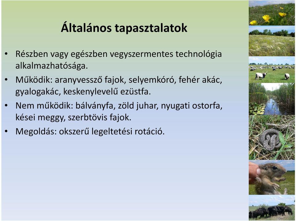 keskenylevelű ezüstfa.