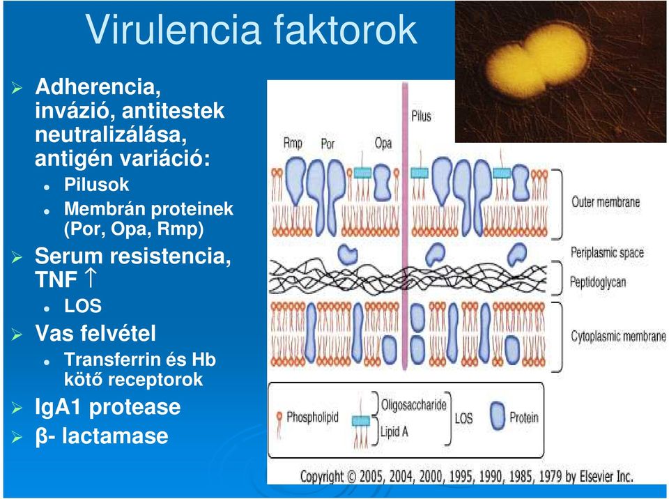 proteinek (Por, Opa, Rmp) Serum resistencia, TNF LOS Vas