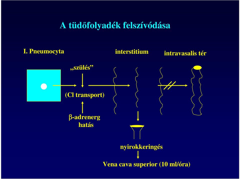 tér szülés (Cl transport) β-adrenerg