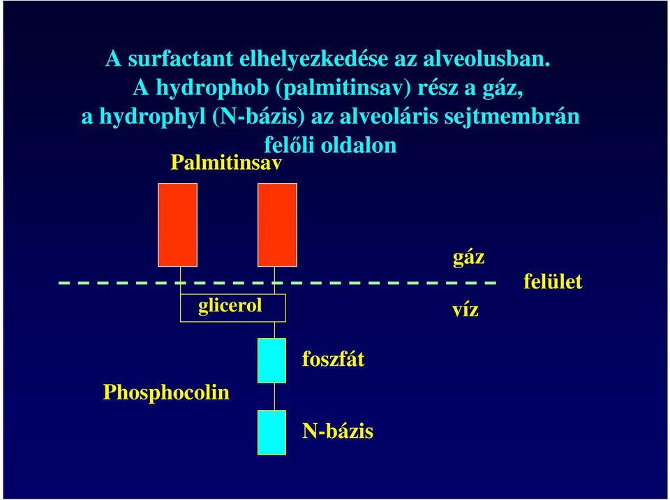 (N-bázis) az alveoláris sejtmembrán felıli oldalon