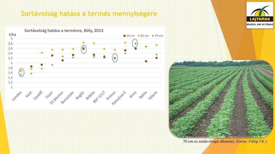 hatása a termésre, Bóly, 2013 24 cm 45 cm 70 cm
