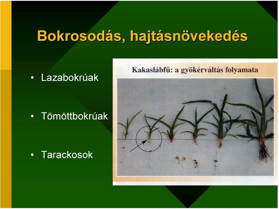 Lazabokrúak
