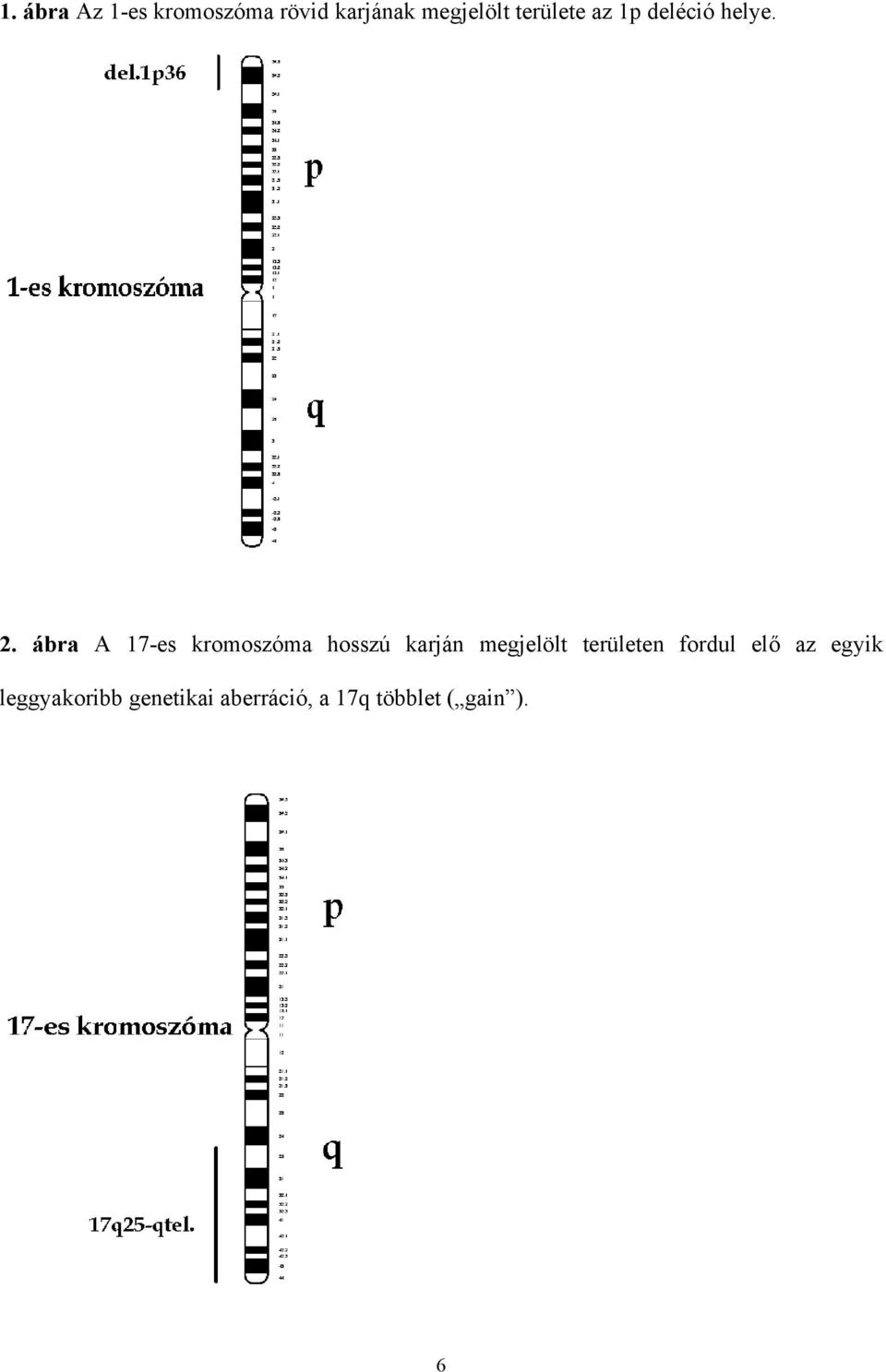ábra A 17-es kromoszóma hosszú karján megjelölt