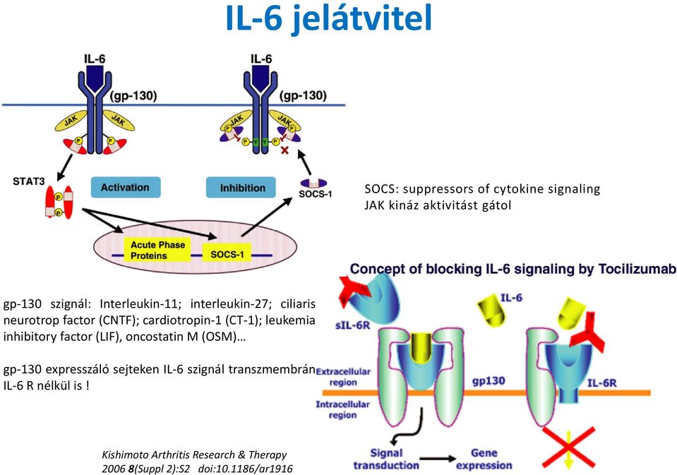 leukemia inhibitory factor (LIF), oncostatin M (OSM) gp-130 expresszáló sejteken IL-6 szignál