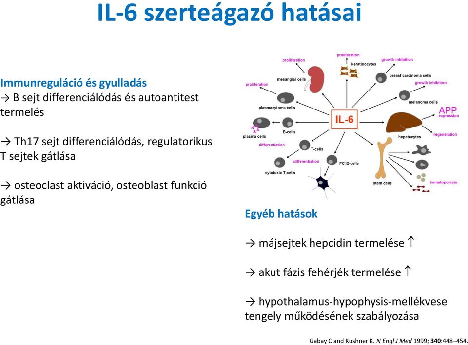 gátlása Egyéb hatások májsejtek hepcidin termelése akut fázis fehérjék termelése