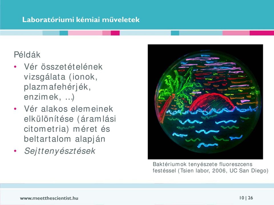 citometria) méret és beltartalom alapján Sejttenyésztések Baktériumok