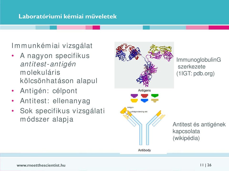 ellenanyag Sok specifikus vizsgálati módszer alapja ImmunoglobulinG szerkezete