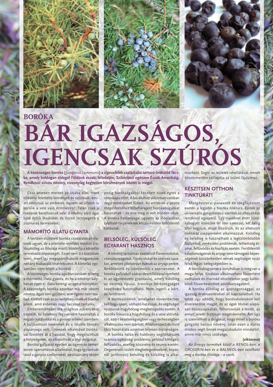 Csak kevesen mernek az útjába állni, mert tűlevelei felettébb kemények és szúrósak; emiatt nemcsak az emberek, hanem az állatok is kerülik a vele való érintkezést.