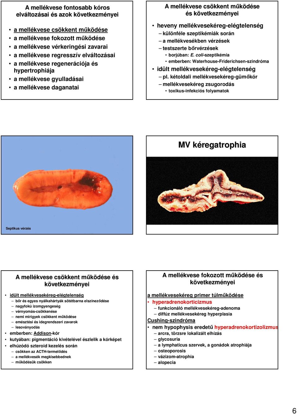 mellékvesékben vérzek testszerte bırvérzek borjúban: E. coli-szeptikémia emberben: Waterhouse-Friderichsen-szindróma idült mellékvesekéreg-elégtelenség pl.