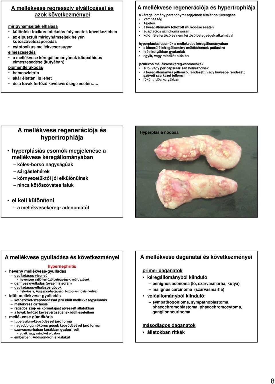 . A mellékvese regeneráci ciója hypertrophiája a kéregállomány parenchymasejtjeinek általános túltenge Vemhesség Tejel a kéregállomány fokozott mőköde esetén adaptációs szindróma során különféle