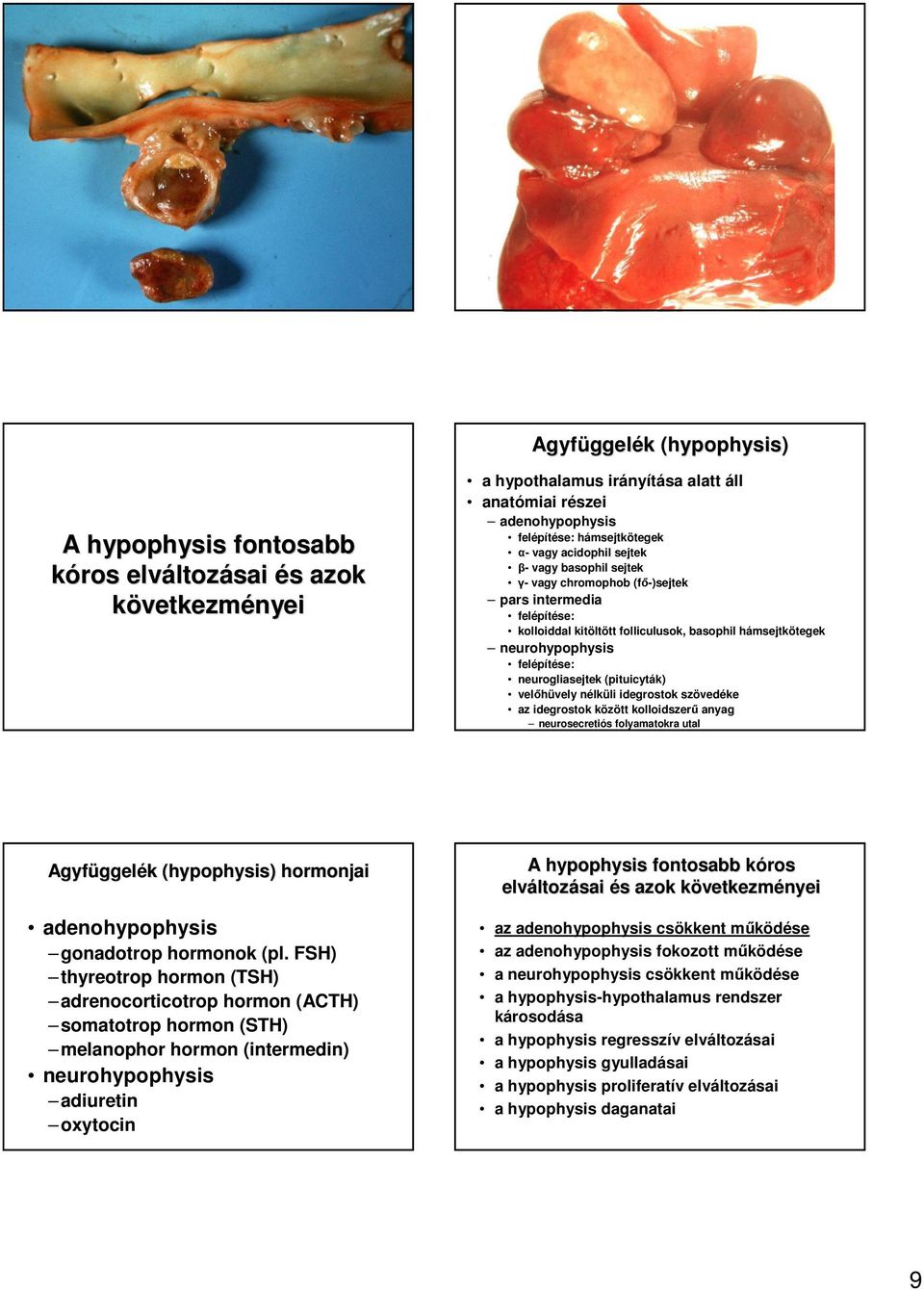 velıhüvely nélküli idegrostok szövedéke az idegrostok között kolloidszerő anyag neurosecretiós folyamatokra utal Agyfüggel ggelék k (hypophysis( hypophysis) ) hormonjai adenohypophysis gonadotrop