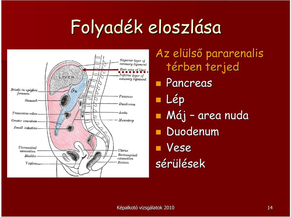 Lép Máj area nuda Duodenum Vese