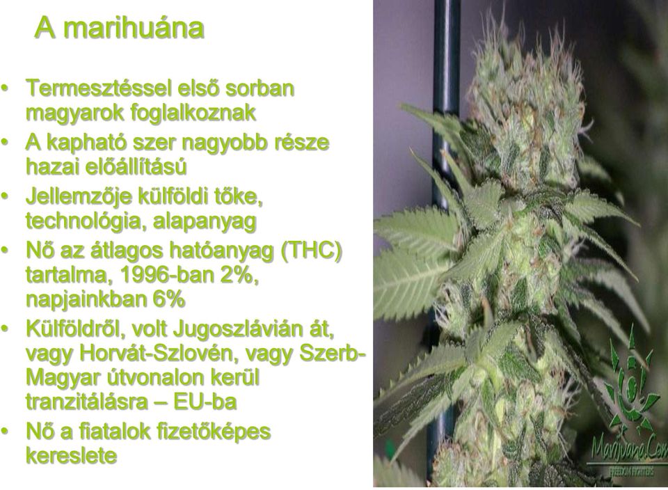 (THC) tartalma, 1996-ban 2%, napjainkban 6% Külföldről, volt Jugoszlávián át, vagy