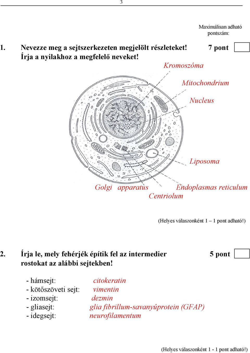 Kromoszóma Mitochondrium Nucleus Liposoma Golgi apparatus Endoplasmas reticulum Centriolum 2.