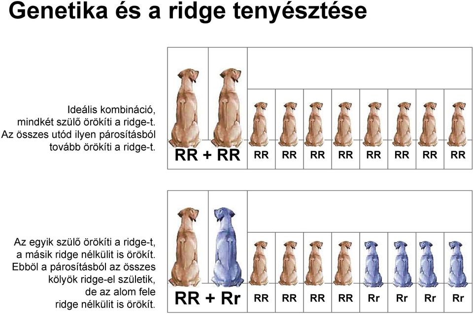 RR + RR RR RR RR RR RR RR RR RR Az egyik szülő örökíti a ridge-t, a másik ridge nélkülit is