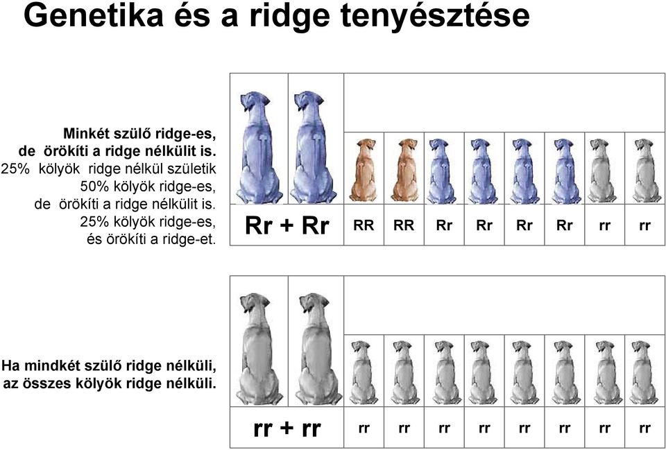 25% kölyök ridge-es, és örökíti a ridge-et.