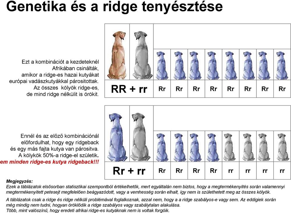 A kölykök 50%-a ridge-el születik. m minden ridge-es kutya ridgeback!