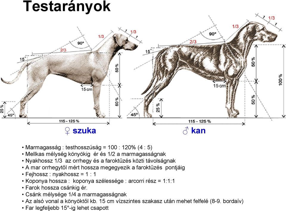 : nyakhossz = 1 : 1 Koponya hossza : koponya szélessége : arcorri rész = 1:1:1 Farok hossza csánkig ér.