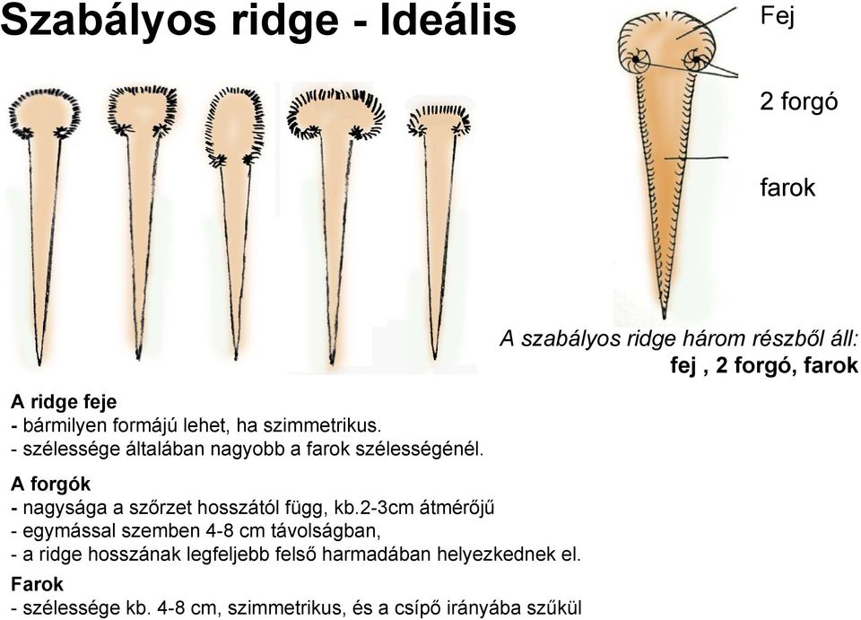 A forgók - nagysága a szőrzet hosszától függ, kb.