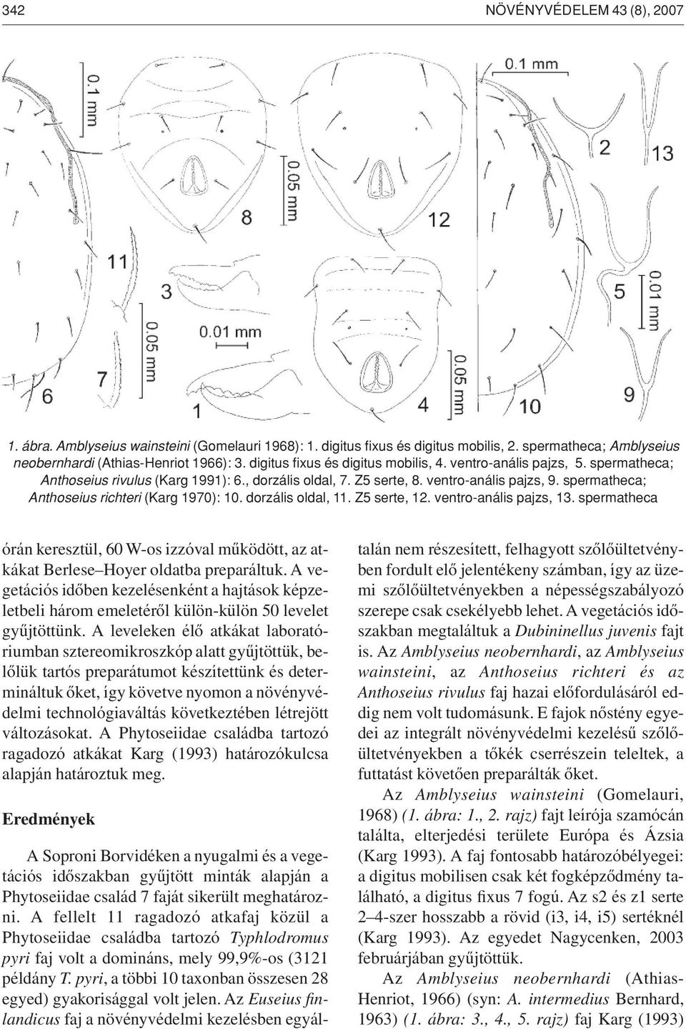spermatheca; Anthoseius richteri (Karg 1970): 10. dorzális oldal, 11. Z5 serte, 12. ventro-anális pajzs, 13.