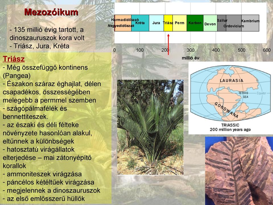 - az északi és déli félteke növényzete hasonlóan alakul, eltűnnek a különbségek - hatosztatú virágállatok elterjedése mai zátonyépítő