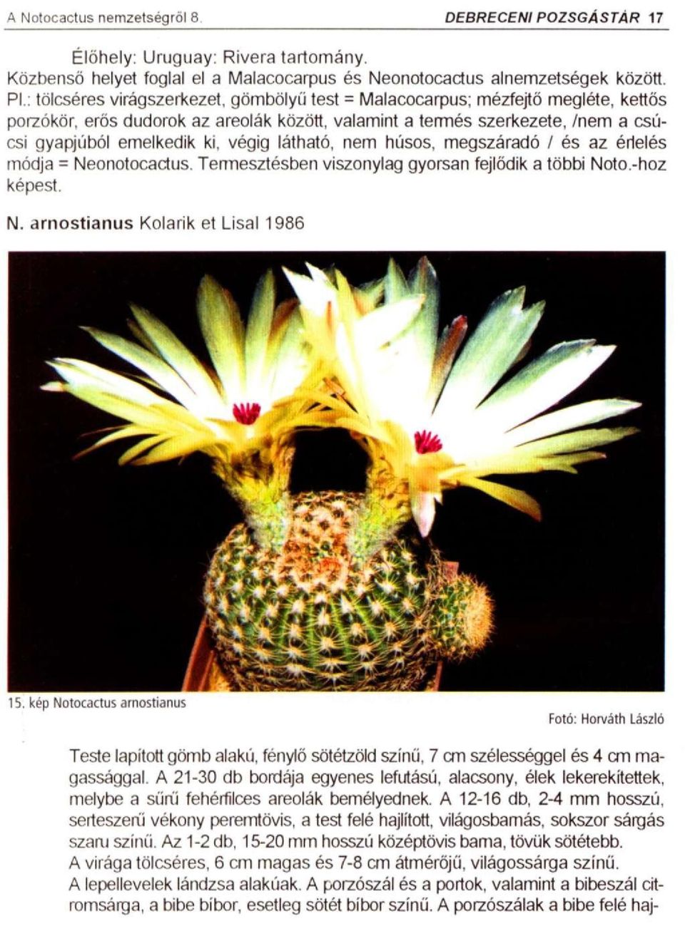 végig látható, nem húsos, megszáradó / és az érlelés módja = Neonotocactus. Tennesztésben viszonylag gyorsan fejlődik a többi Noto.-hoz képest. N. arnostianus Kolarik et Lisal 1986 15.