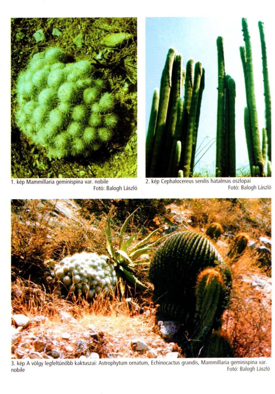 Echinocactus grandis, Mammillaria