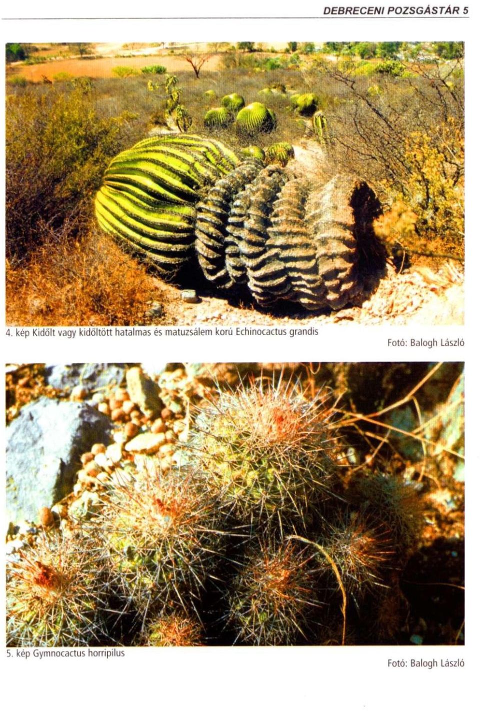 matuzsálem koríj Echinocactus grandis