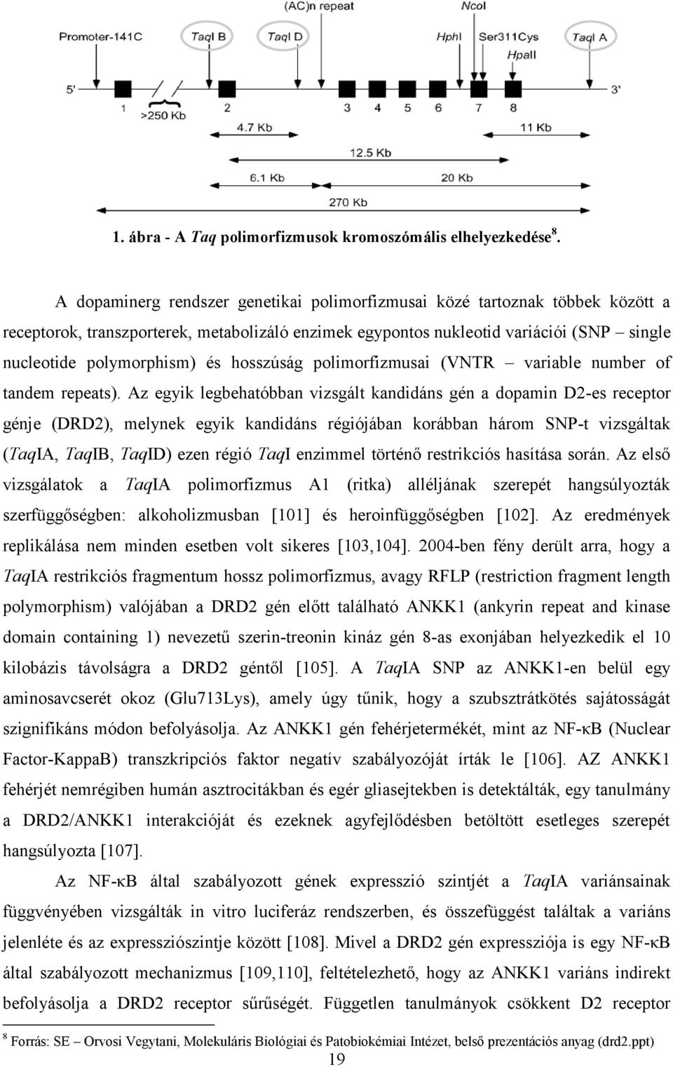hosszúság polimorfizmusai (VNTR variable number of tandem repeats).