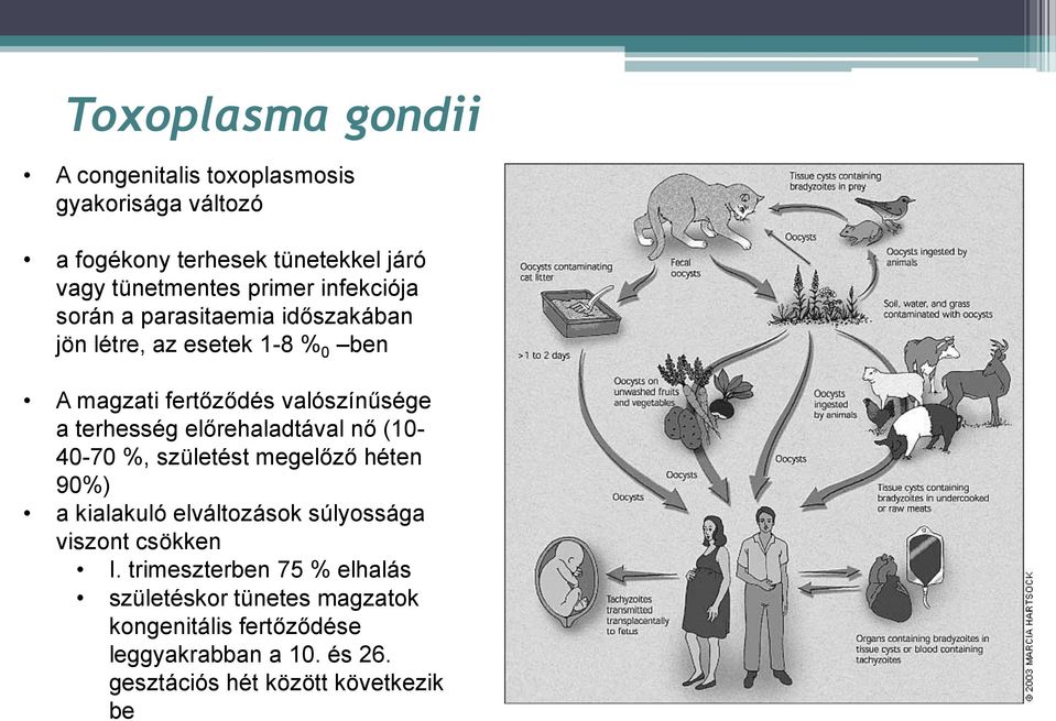 előrehaladtával nő (10-40-70 %, születést megelőző héten 90%) a kialakuló elváltozások súlyossága viszont csökken I.