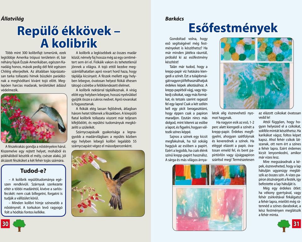 A fészekrakás gondja a nőstényekre hárul. Kiszemelve egy rejtett helyet, mohából és pókhálóból készítik el mély, csésze alakú, jól álcázott fészküket a két fehér tojás számára. 30 Tudod-e?