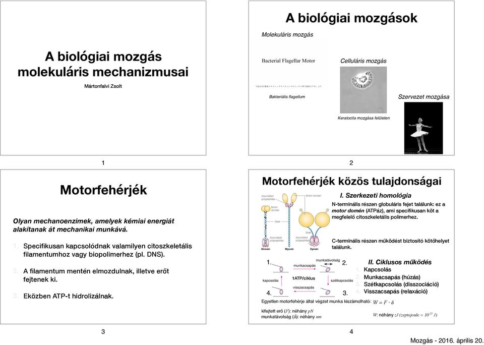 A filamentum mentén elmozdulnak, illetve t fejtenek ki. 3. Eközben ATP-t hidrolizálnak. 1. 2. 4. 3. 2 Motorfehérjék közös tulajdonságai 1ATP/ciklus I.